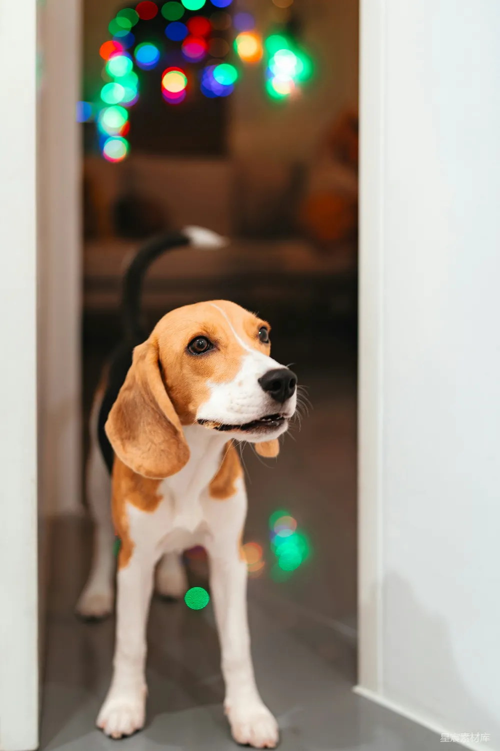 高清摄影 一只比格犬站在门框中，周围装饰着节日灯光。