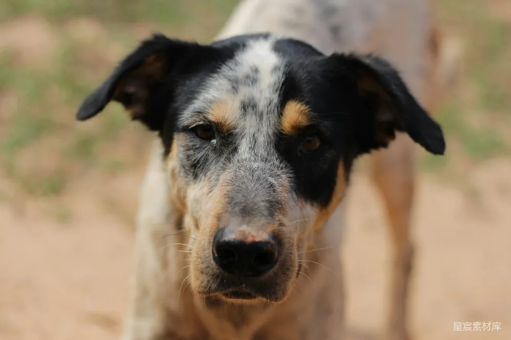 高清摄影 浅聚焦摄影的短毛黑色犬