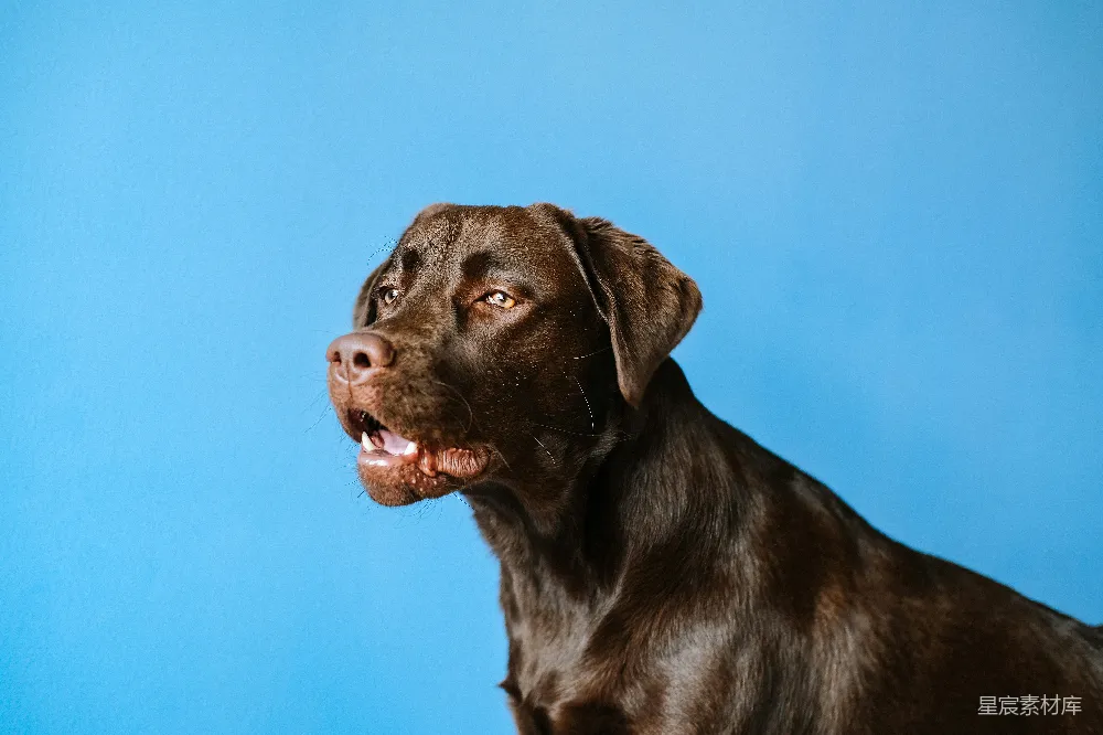 高清摄影 成年巧克力猎犬