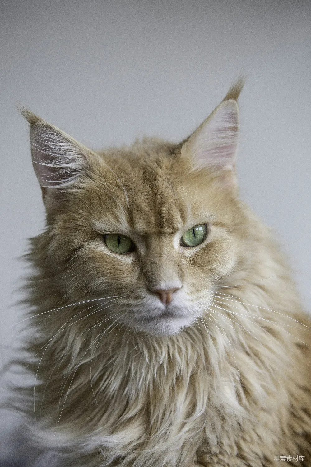 高清摄影 猫 动物肖像 宠物 金黄色的长毛猫肖像