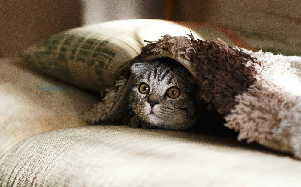 高清摄影 棕色的苏格兰折耳猫躺在棕色厚绒毯上。