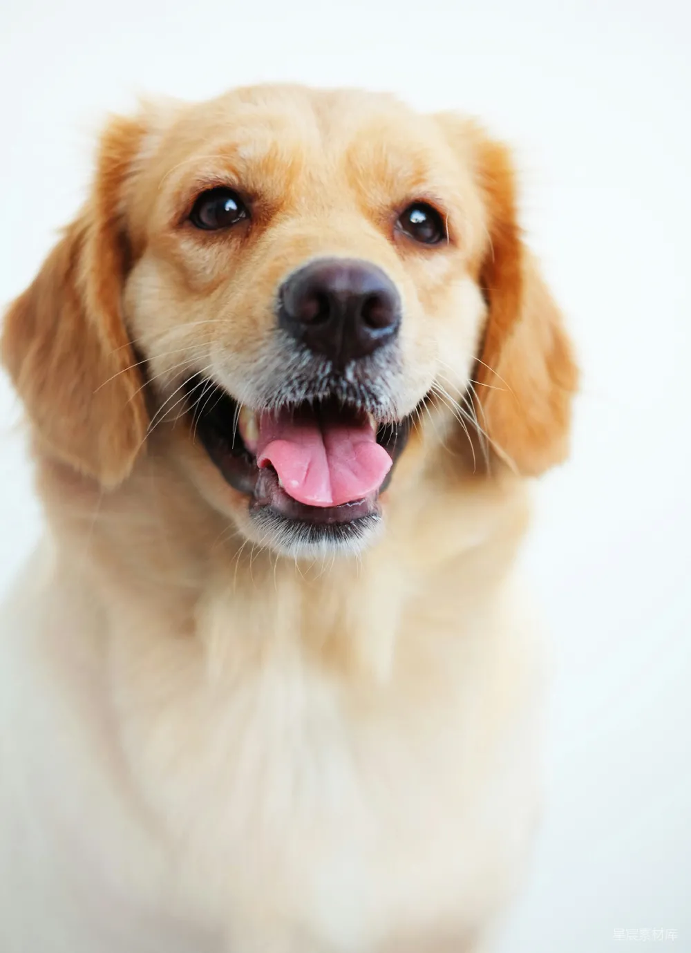 高清摄影 金色拉布拉多幼犬带着蓝色项圈