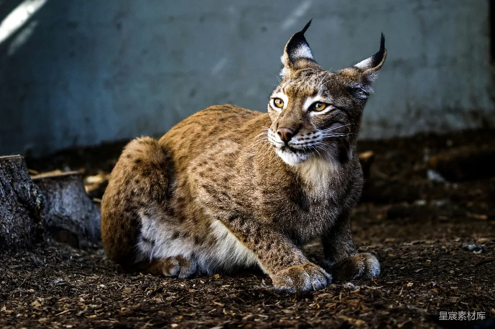 高清摄影 lynx猫