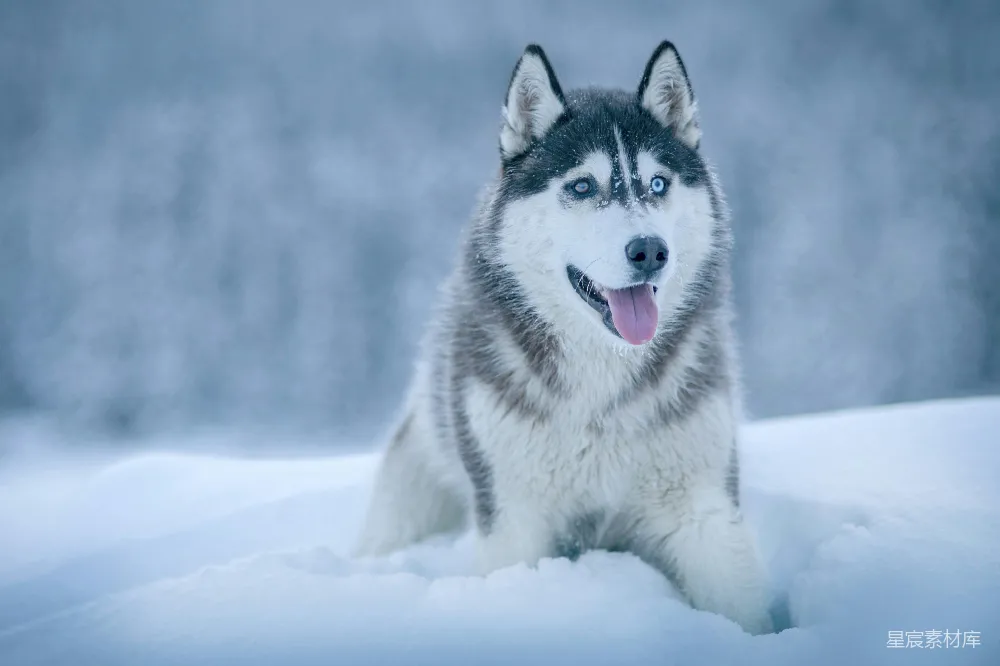 高清摄影 阿拉斯加牧羊犬在雪地上行走