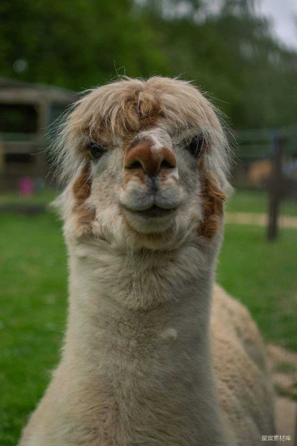 高清摄影 白天，在绿色草地上的白和棕色的 llama。