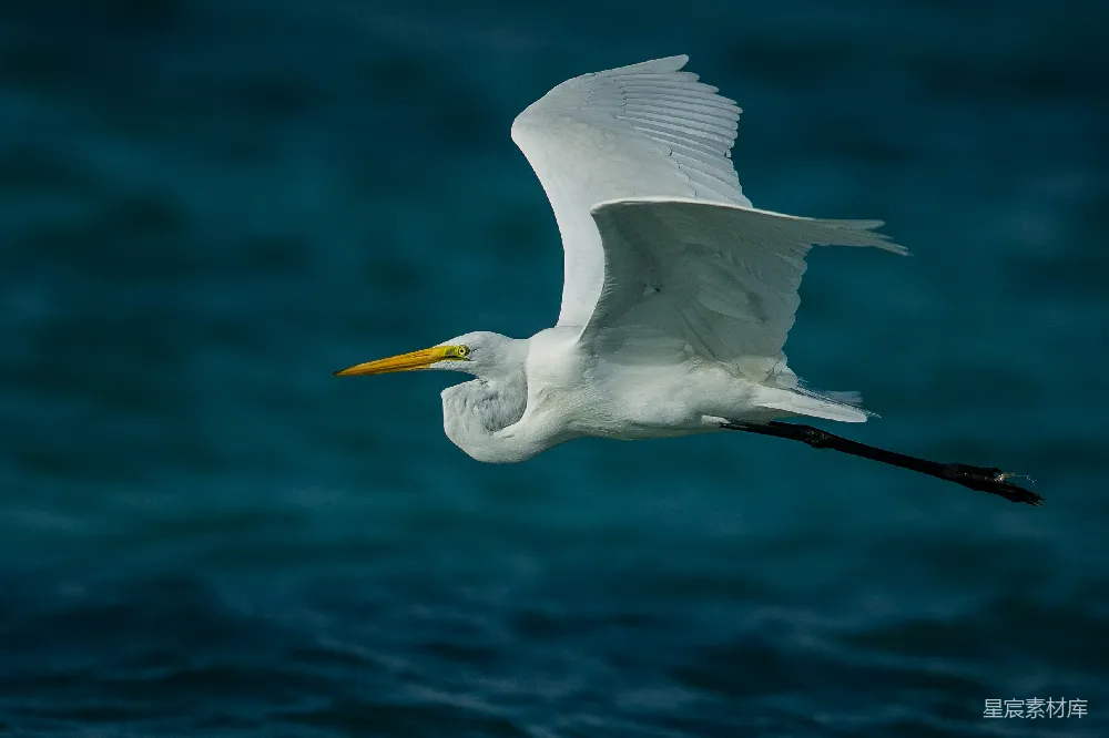 高清摄影 水边有一只飞过的白鸟。