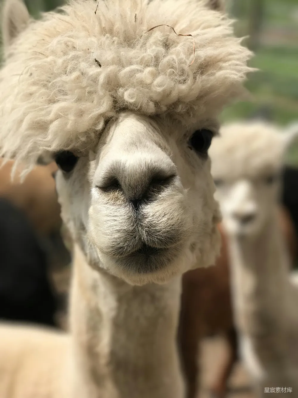 高清摄影 白马