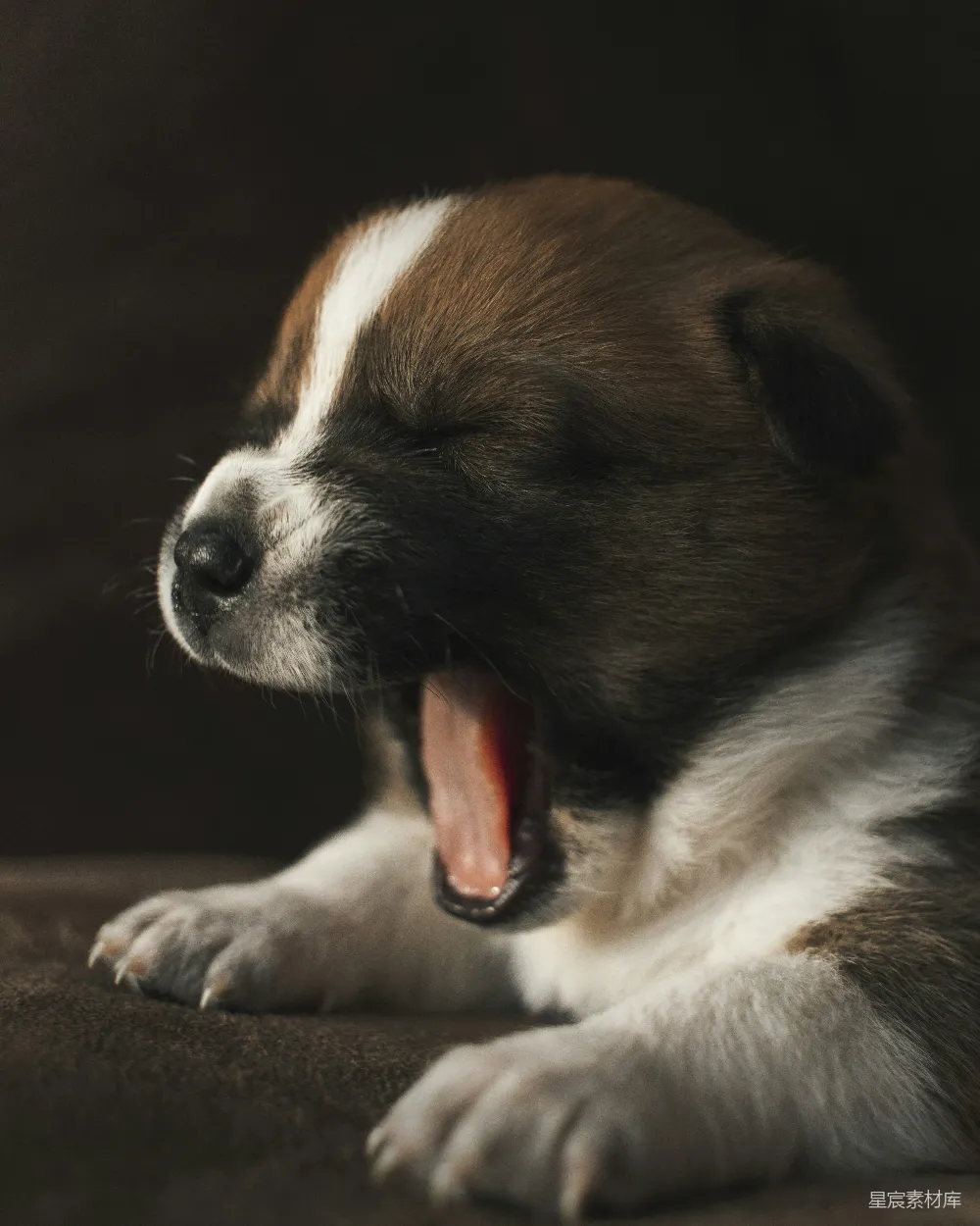 高清摄影 浅黄色和棕色的短毛秋田犬