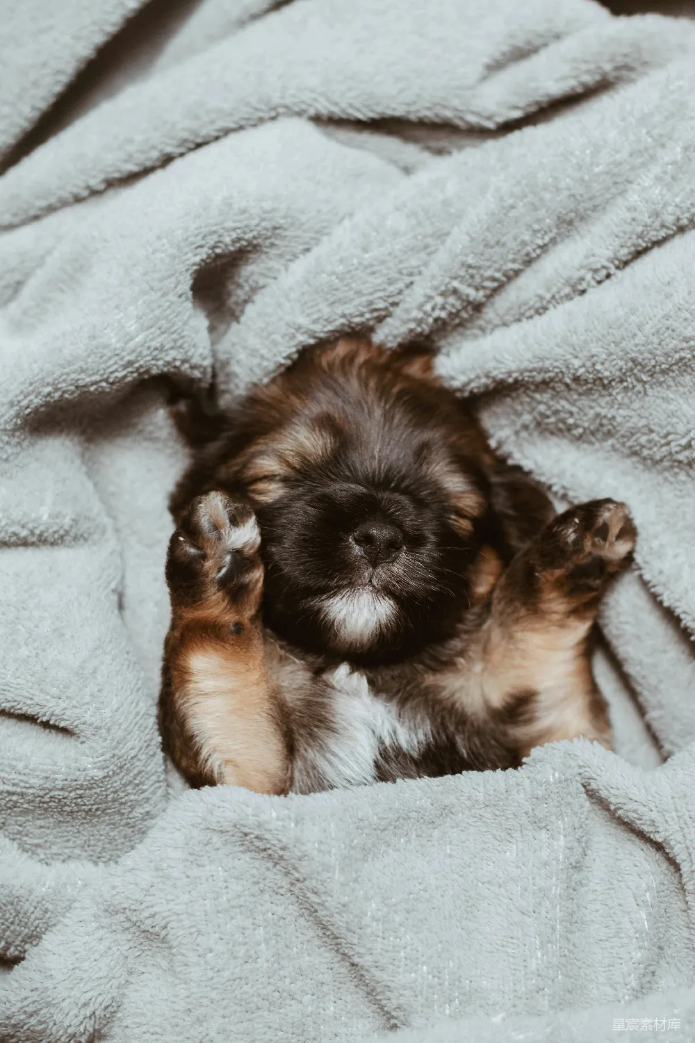 高清摄影 德国牧羊犬梗犬睡觉