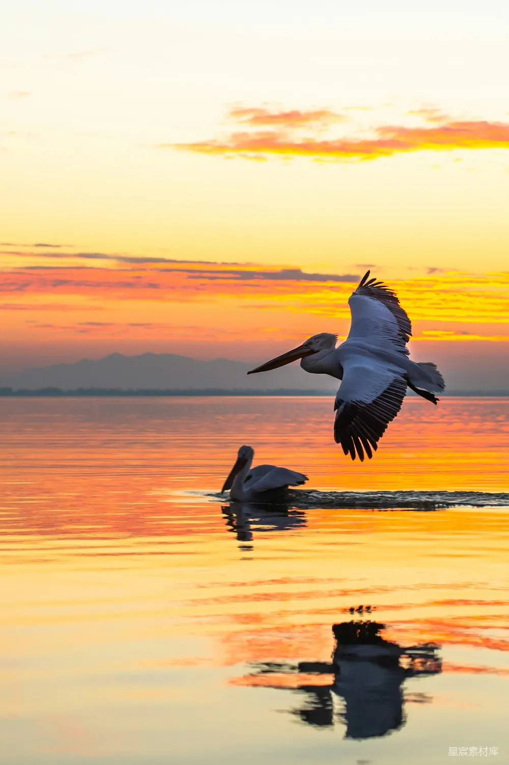 高清摄影 黄昏时海面上飞翔的 pelican
