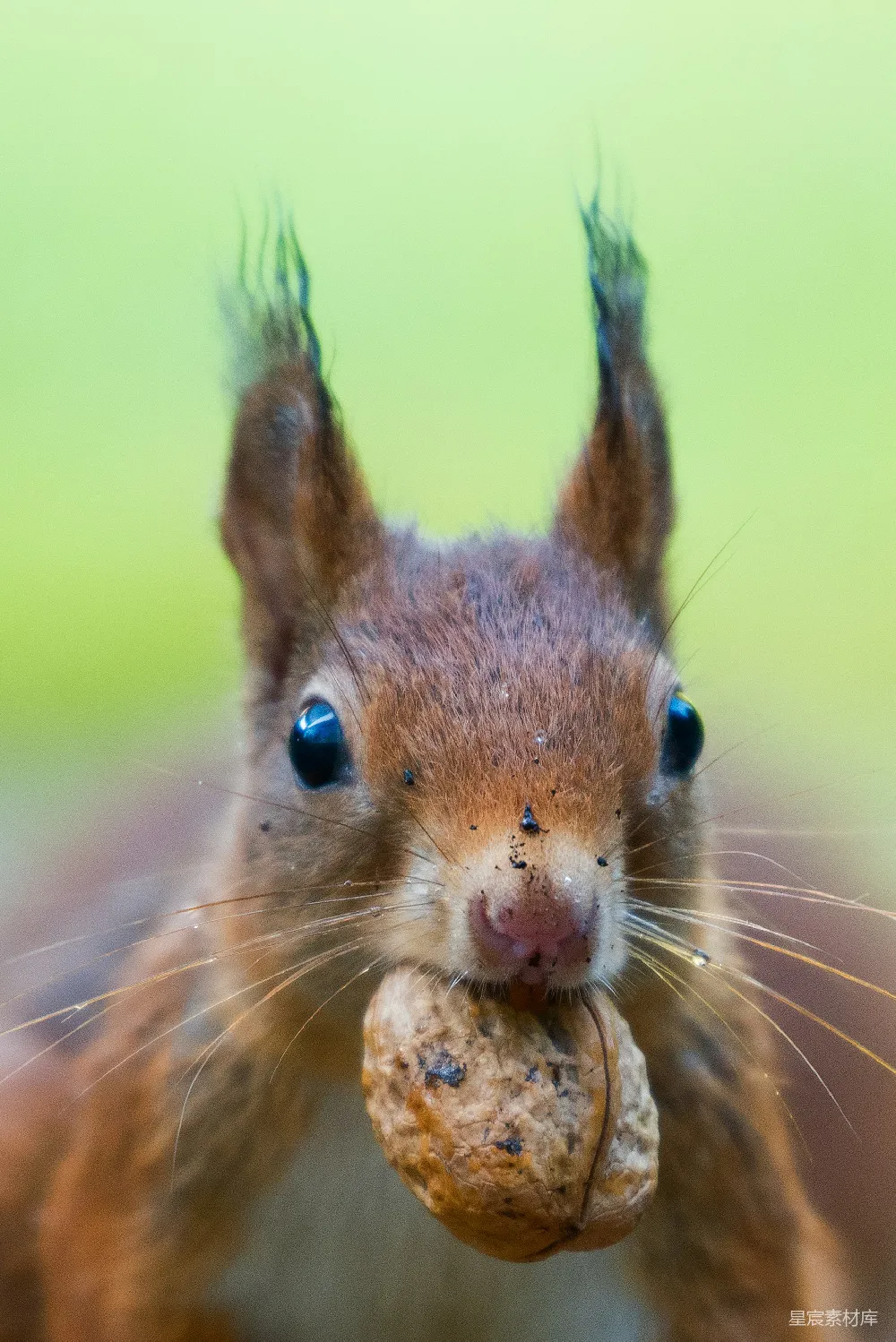 高清摄影 小 squirrels 抱着一颗棕色的核桃的照片