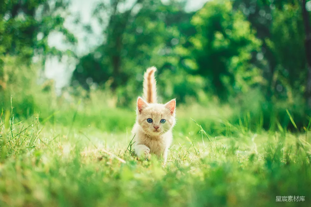高清摄影 橘色斑点的小猫在草丛中