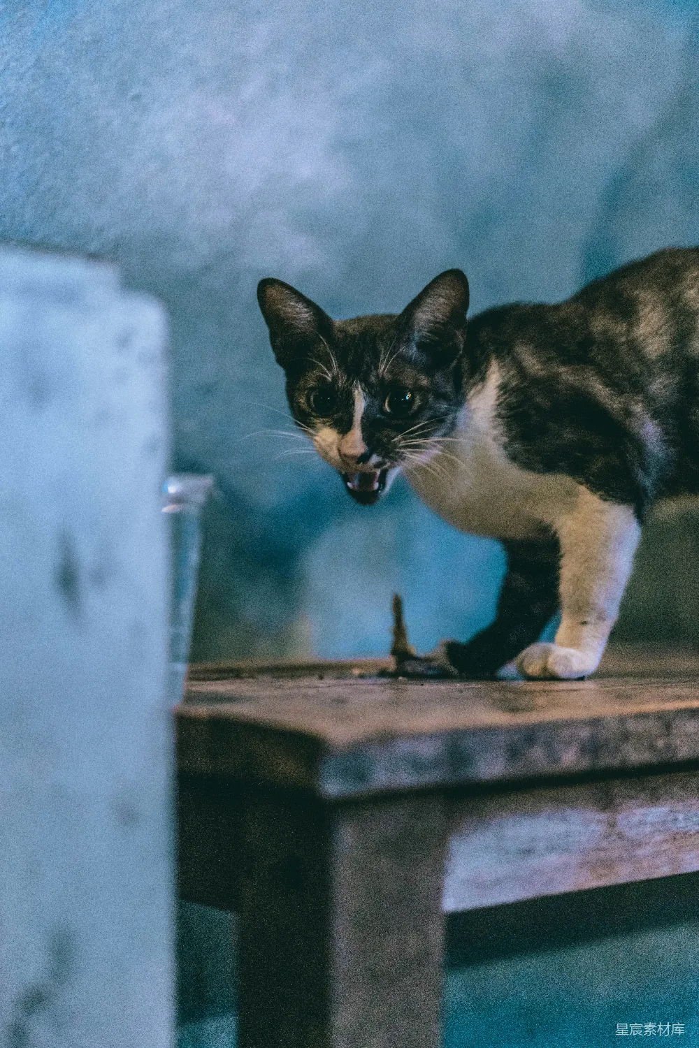 高清摄影 棕色木桌上的 calico 猫
