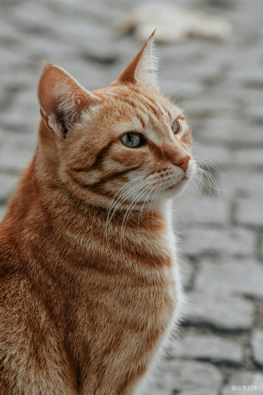 高清摄影 橘色花斑猫的近景摄影