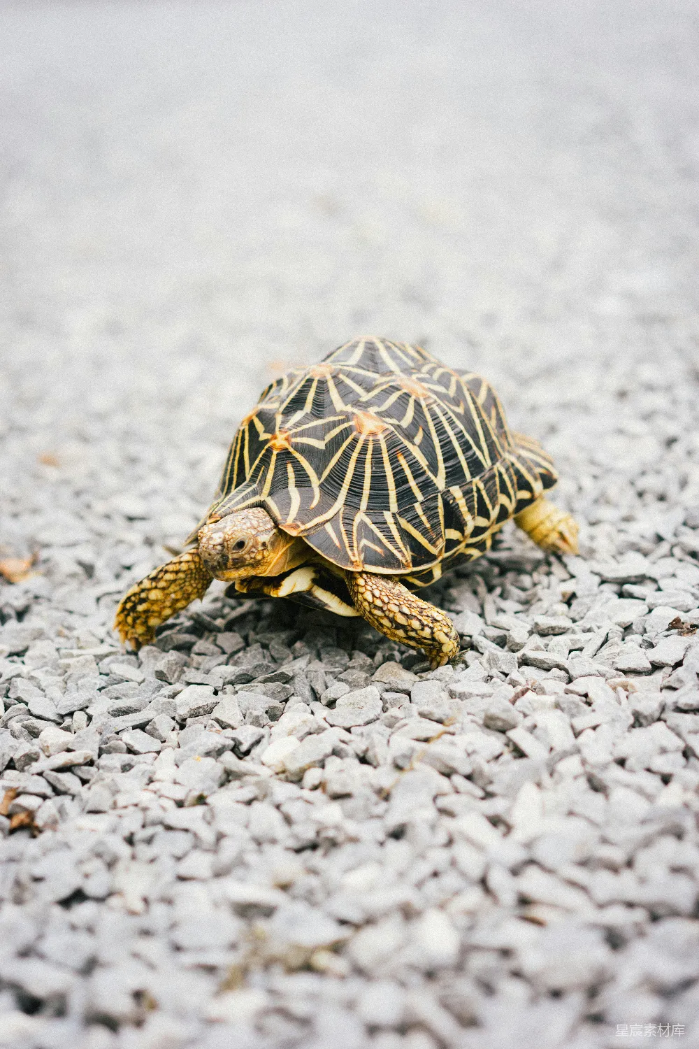 高清摄影 白天棕色和黑色 turtles 在白色沙滩上