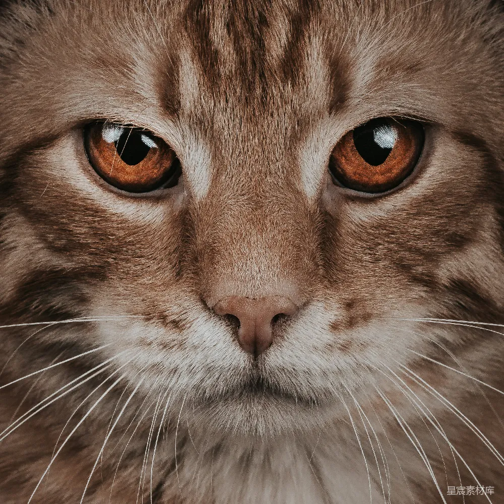 高清摄影 虎斑猫