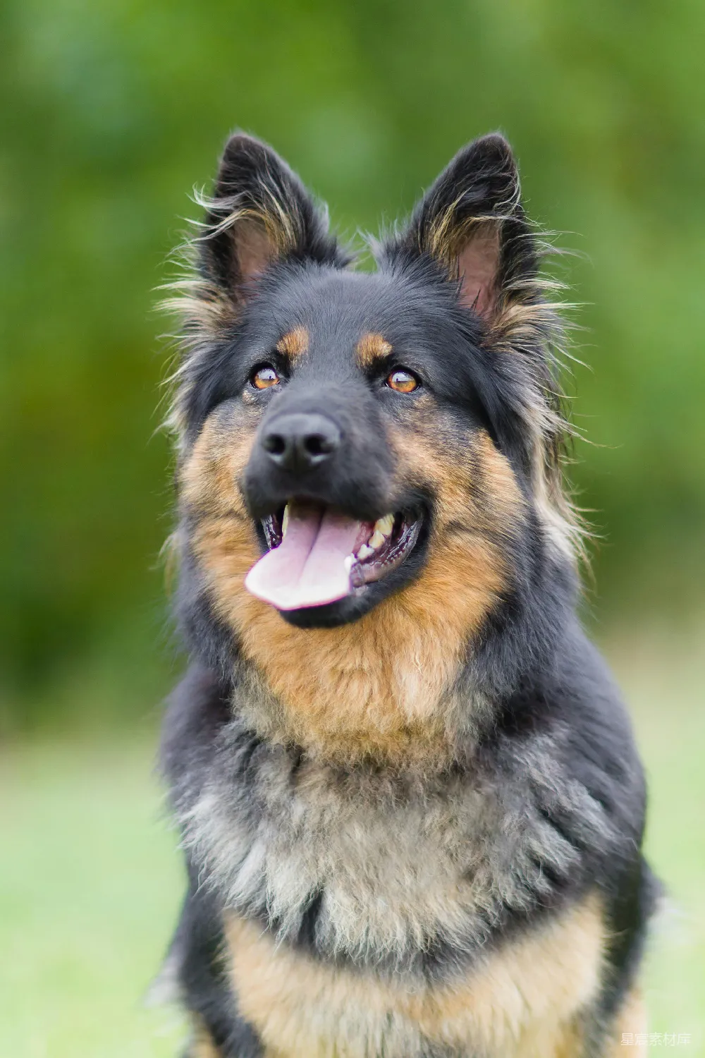 高清摄影 黑白格鲁吉亚牧羊犬