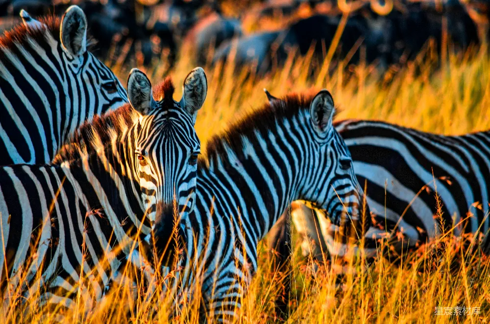 高清摄影 白天在褐色草地上的斑马