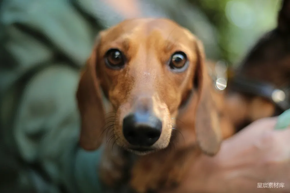 高清摄影 浅聚焦摄影成像的成年棕金毛犬