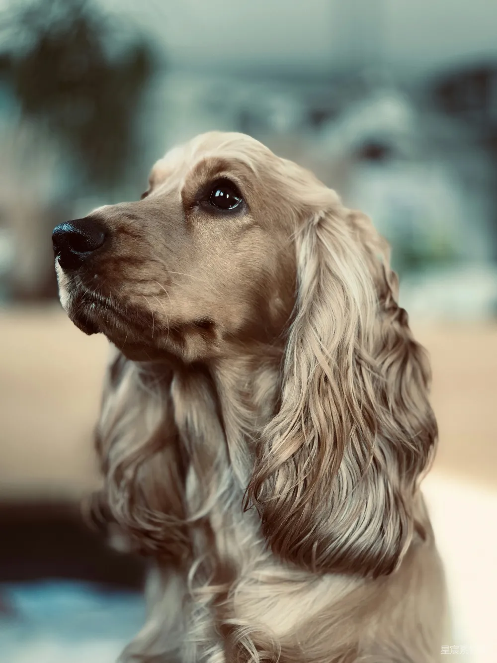 高清摄影 棕色和白色的英国斗牛犬