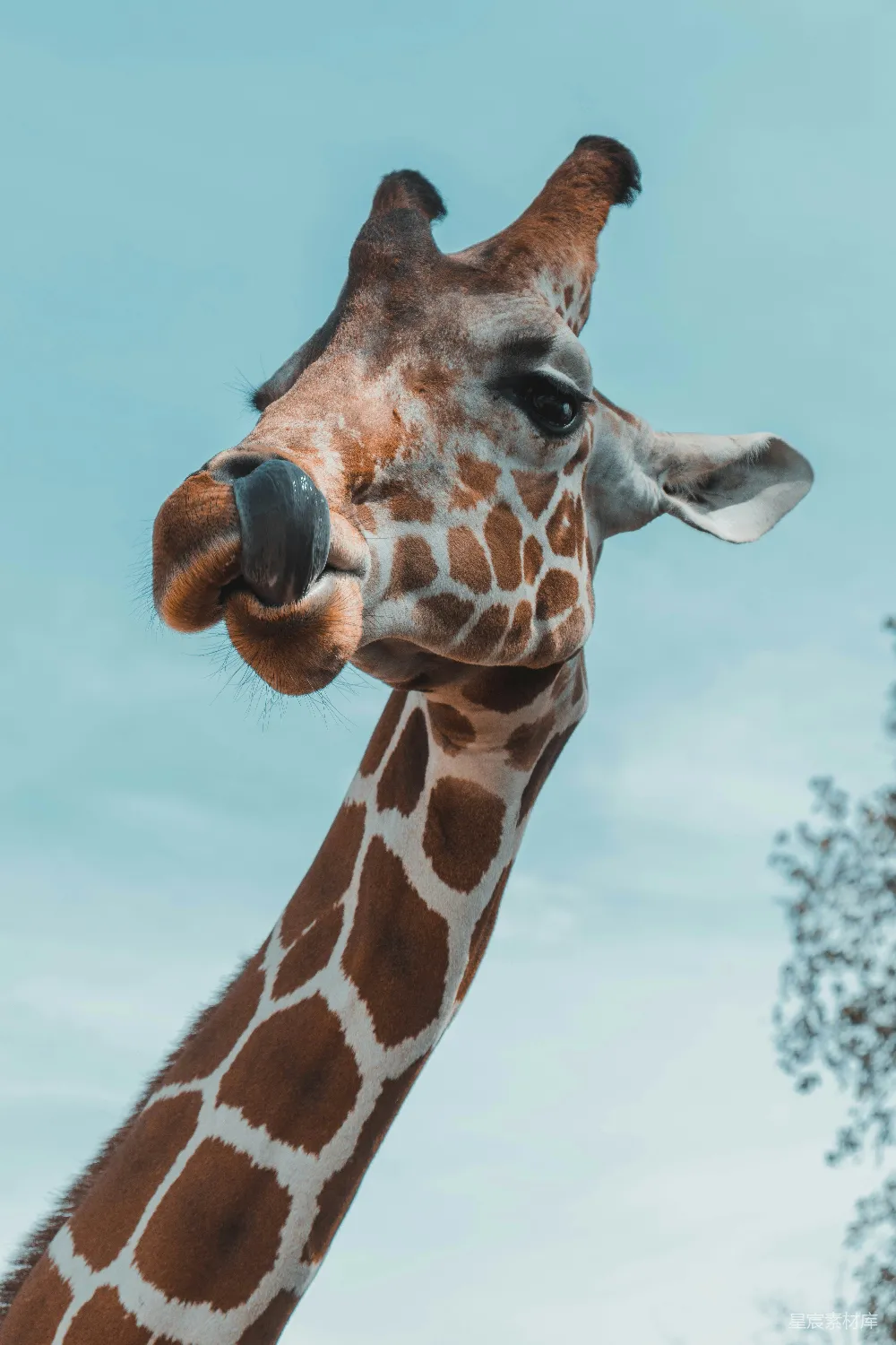 高清摄影 自然 棕色 Giraffes 在特写摄影中