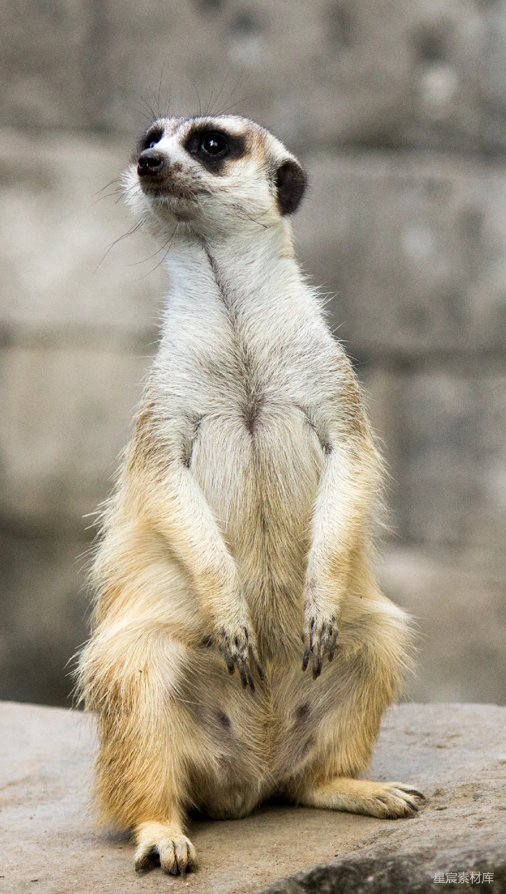 高清摄影  Meerkat 的照片