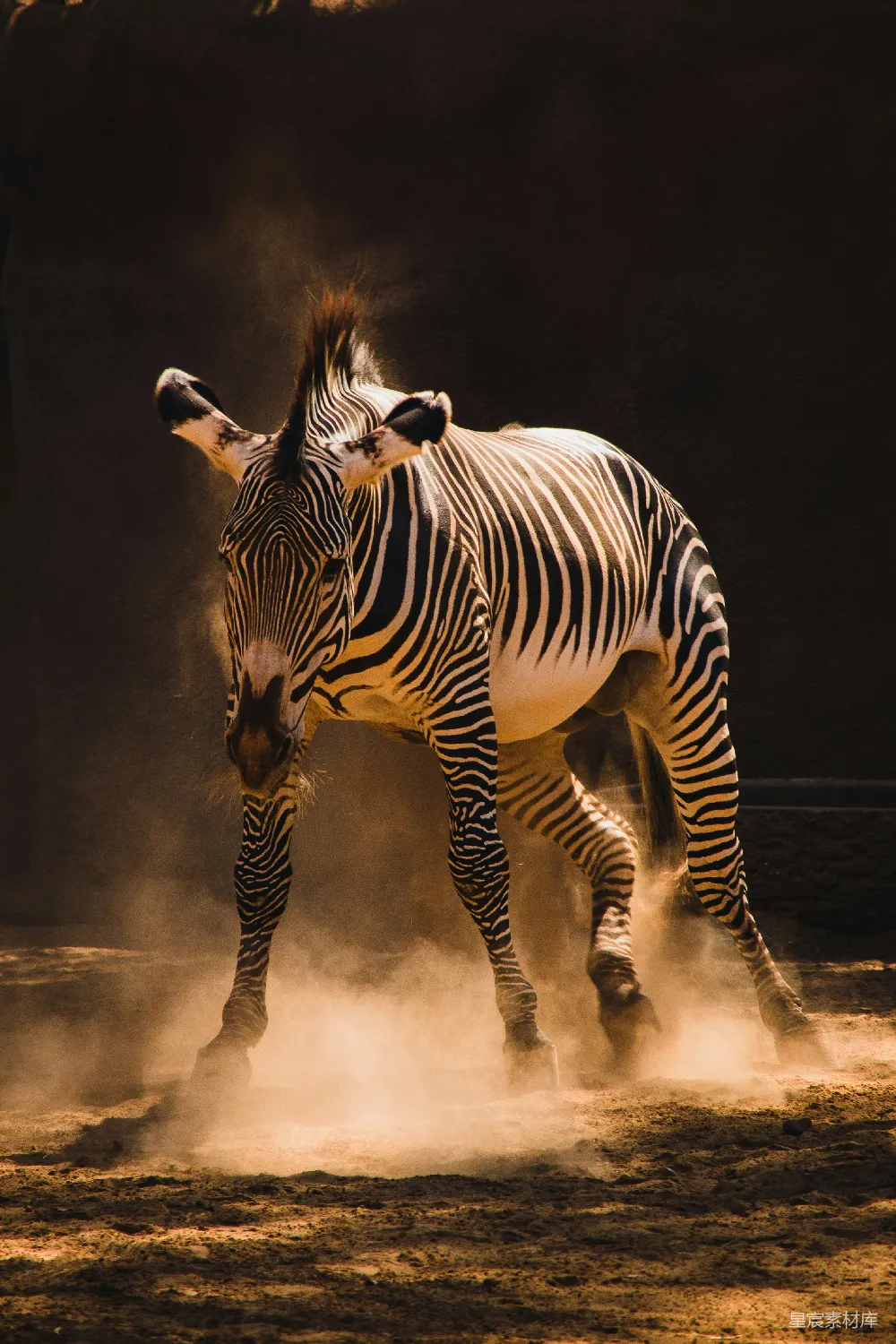 高清摄影 一匹斑马在尘土飞扬的荒地上站立时尥蹶子。