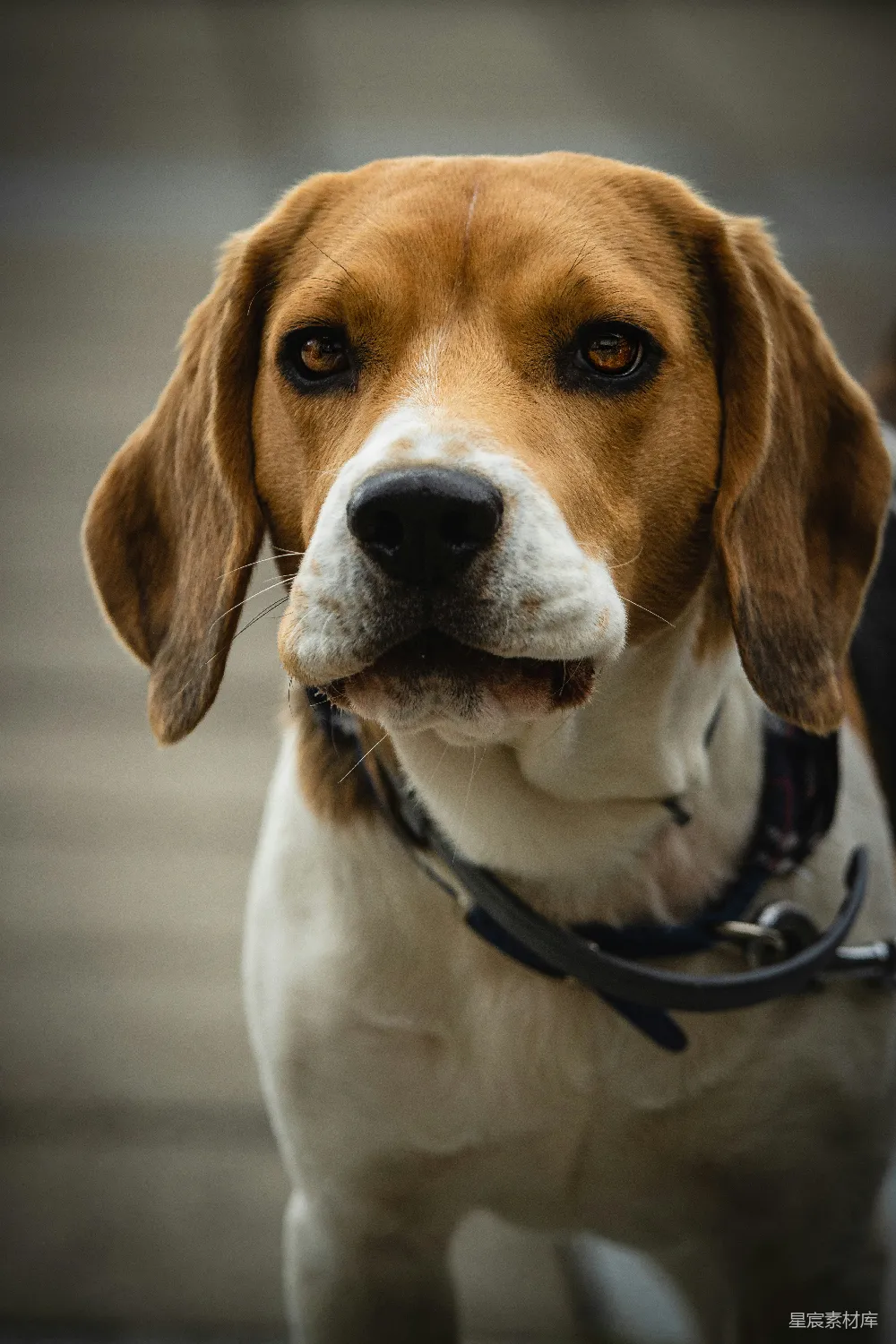 高清摄影 棕色的、白色的和黑色的比格犬