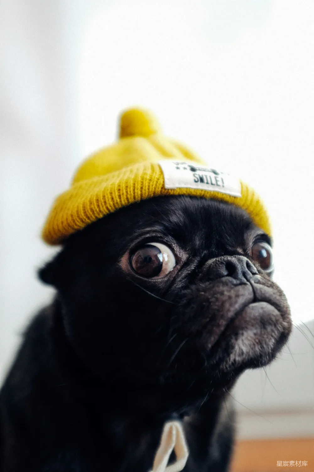 高清摄影  黑比格 puppies