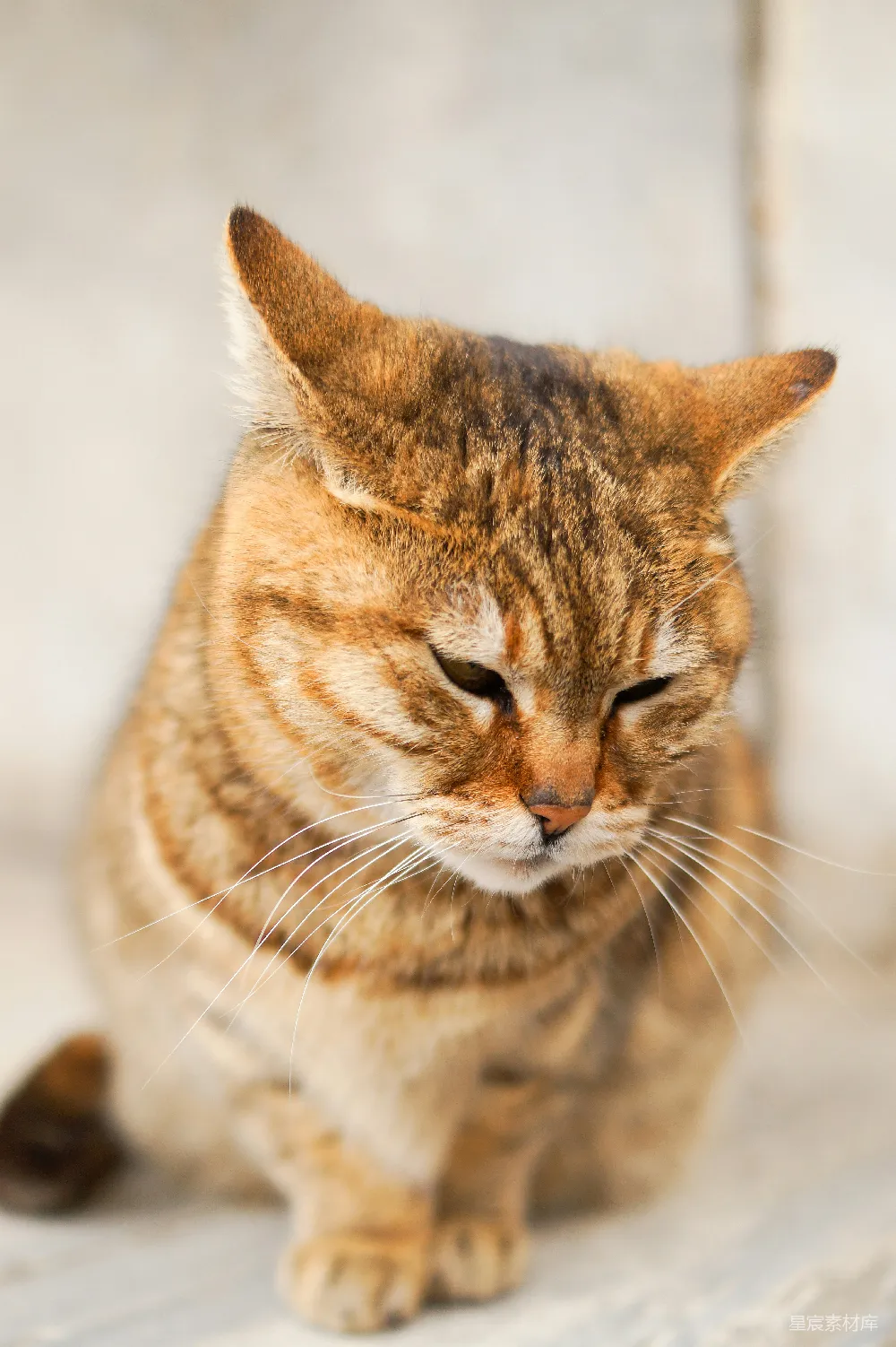 高清摄影 棕色缅因猫的特写照片