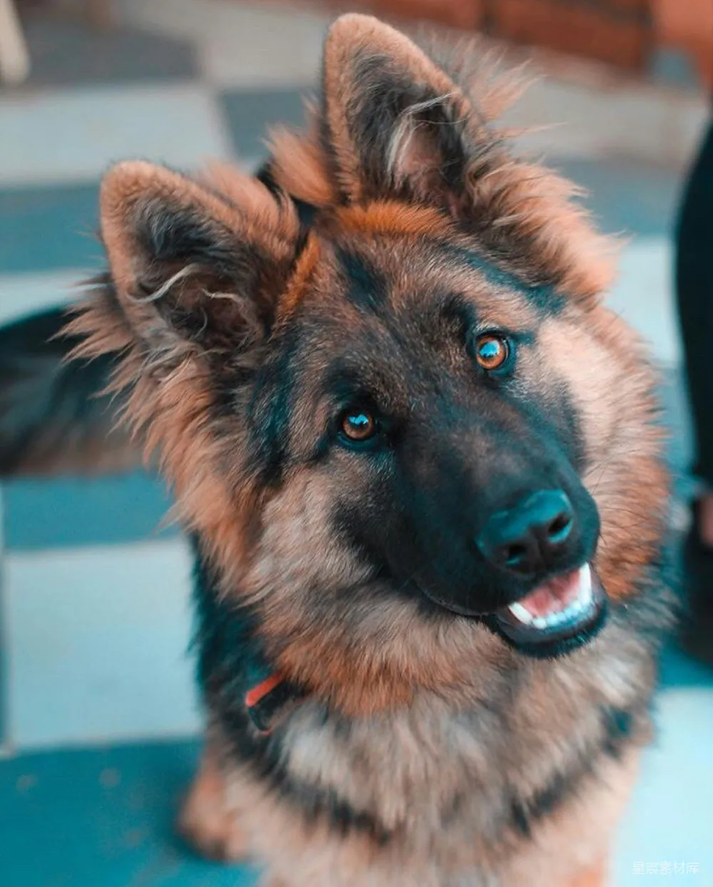 高清摄影  黑色和棕色的德国牧羊犬