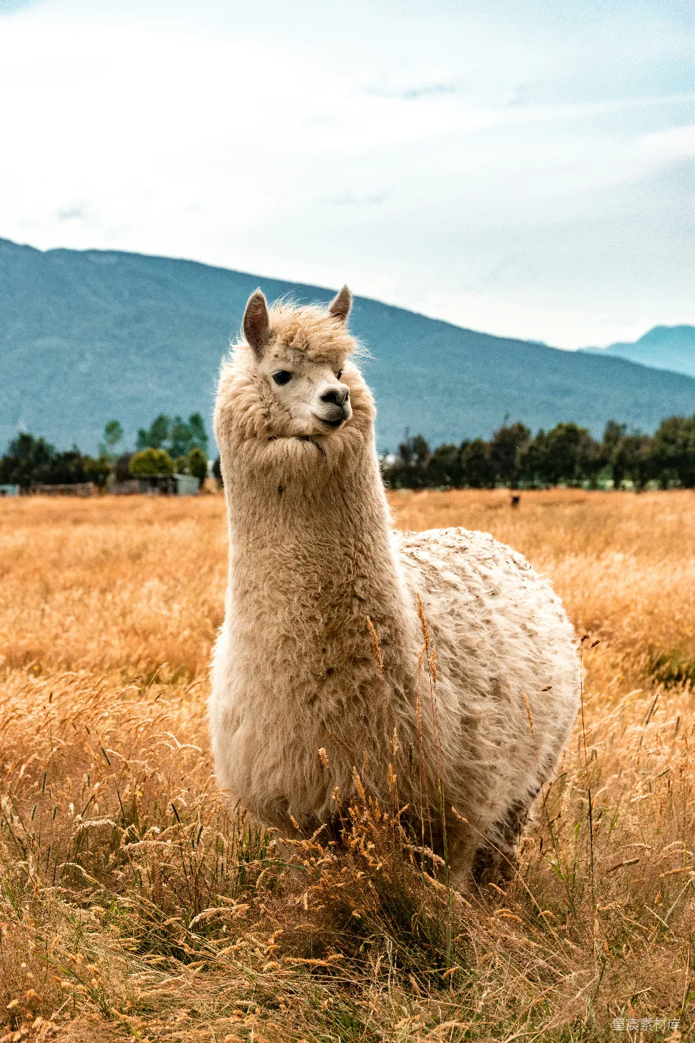 高清摄影  白天白 llama 在棕色草地上