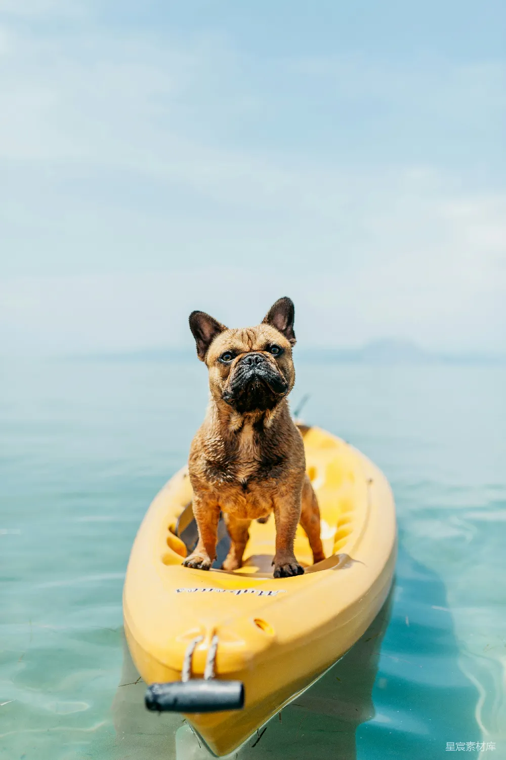 高清摄影 成年棕色法国斗牛犬站在 kayak 上