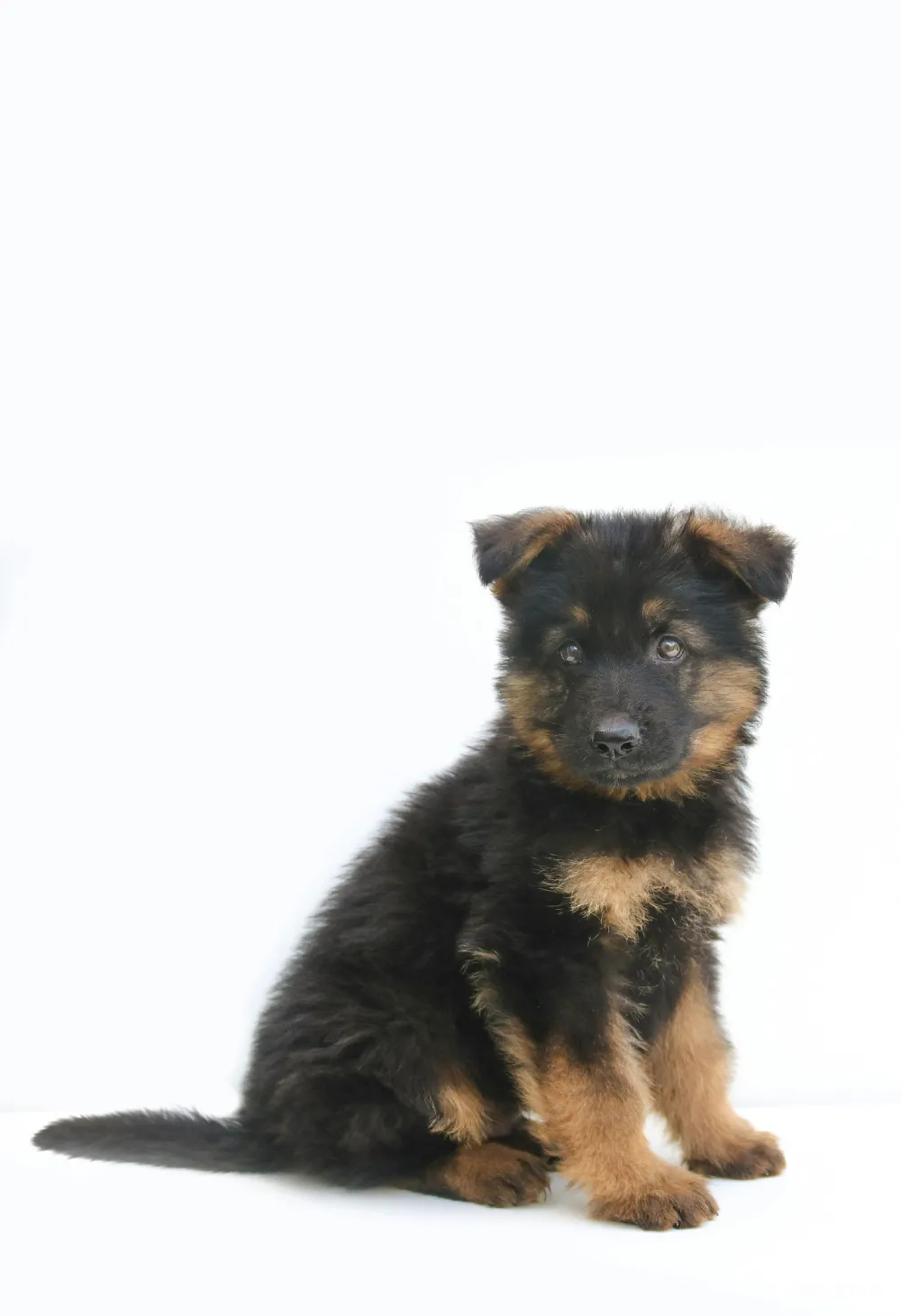 高清摄影 德国牧羊犬 幼崽 宠物 可爱 纯种 黑色和棕色德国牧羊犬迷你犭狼狗