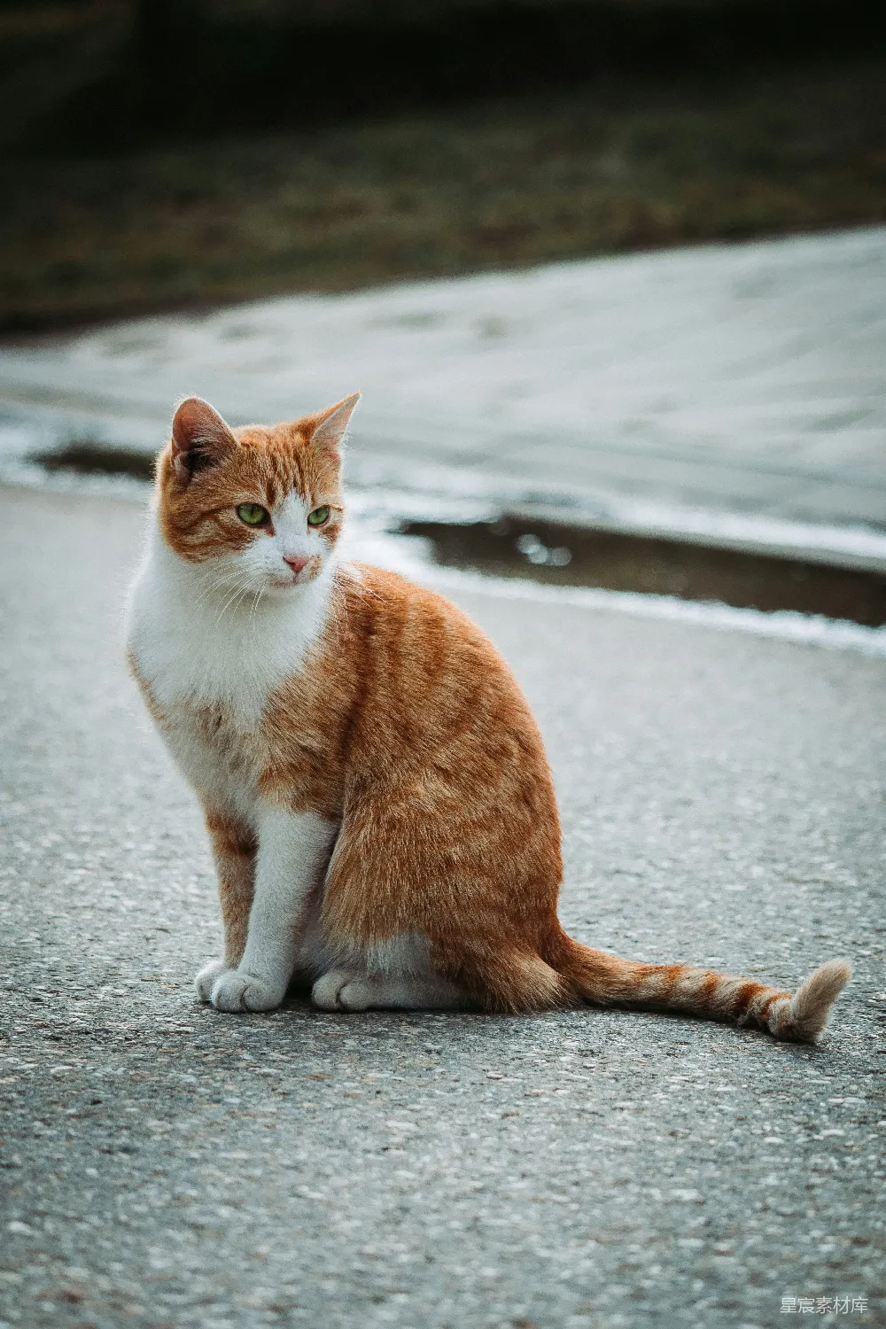 高清摄影 橙白相间的猫蹲在灰色的混凝土地板上