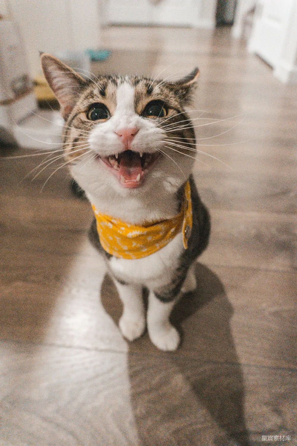 高清摄影 棕虎斑猫