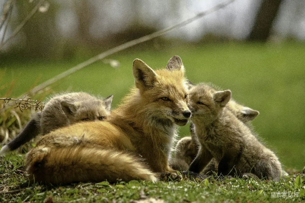 高清摄影 白天橙色狐狸躺在绿色草地上