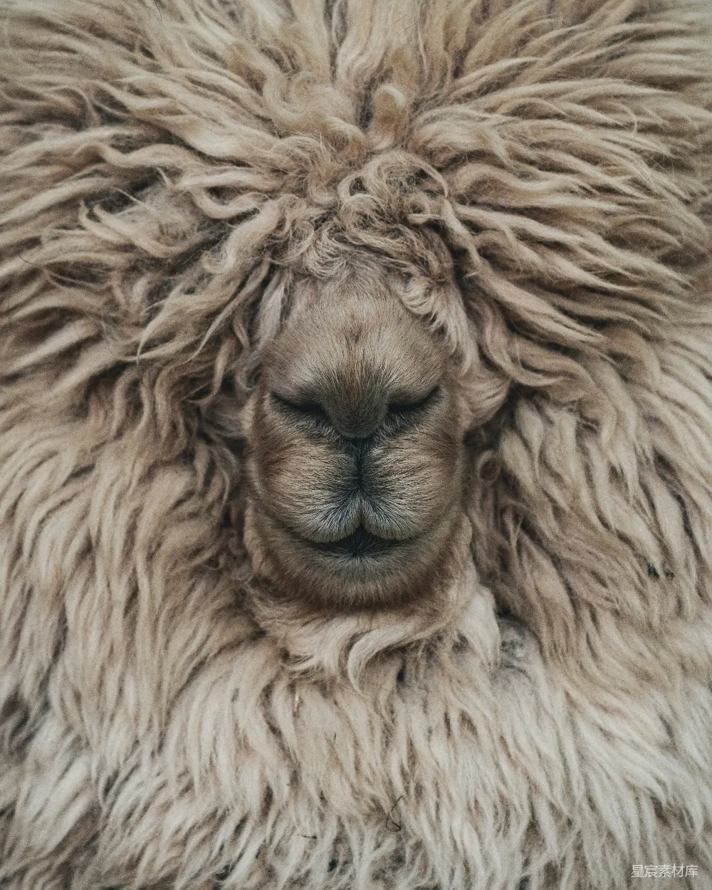 高清摄影 壁纸 实验性 自然 棕色狮子的近景摄影