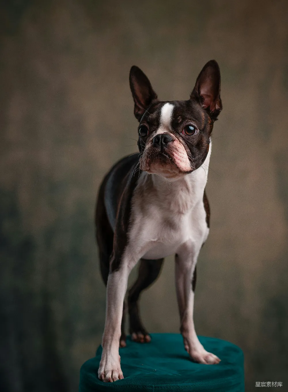 高清摄影 成年黑白斑点的博美犬