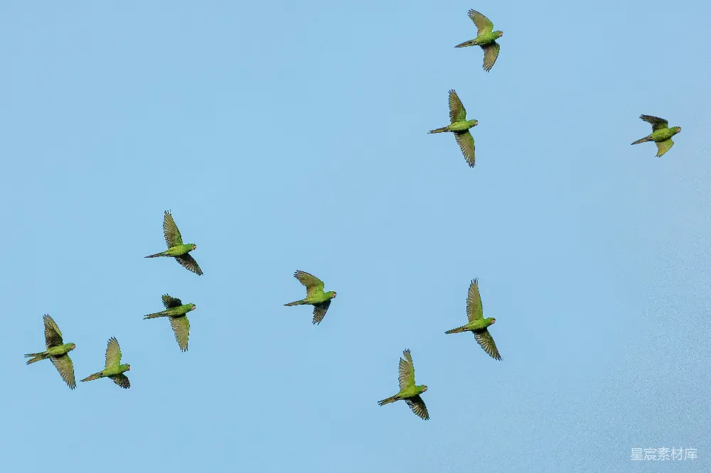 高清摄影  一群黄色鸟儿在飞