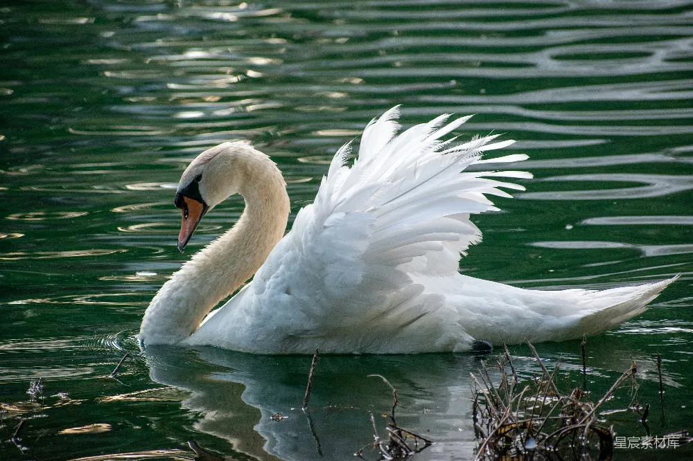 高清摄影 白天白 Swan 在水上的景象
