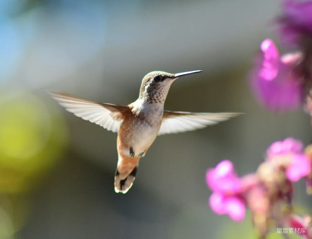 高清摄影 空中 hummingbird 的身影