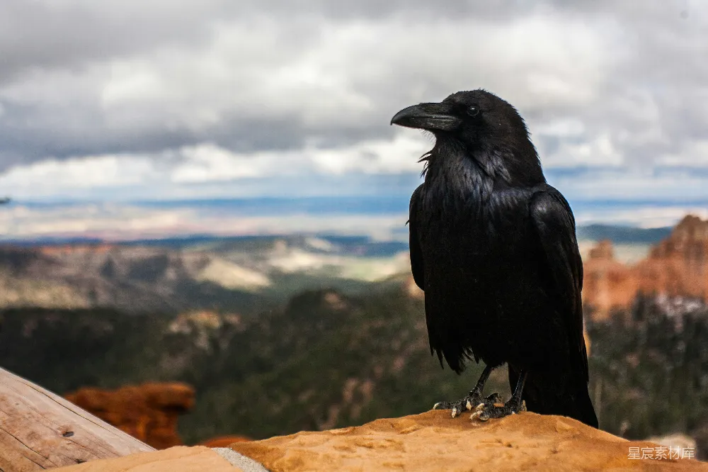 高清摄影 白天黑 crow 站在棕色岩石上，天空有云。