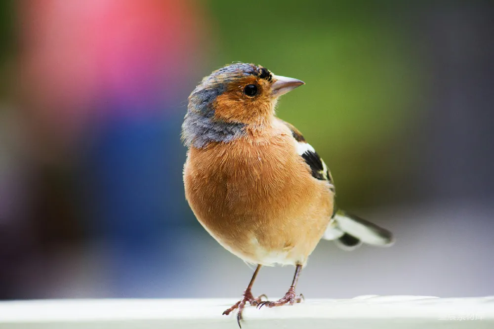 高清摄影 棕色和黑色的鸟在选择性聚焦的照片中