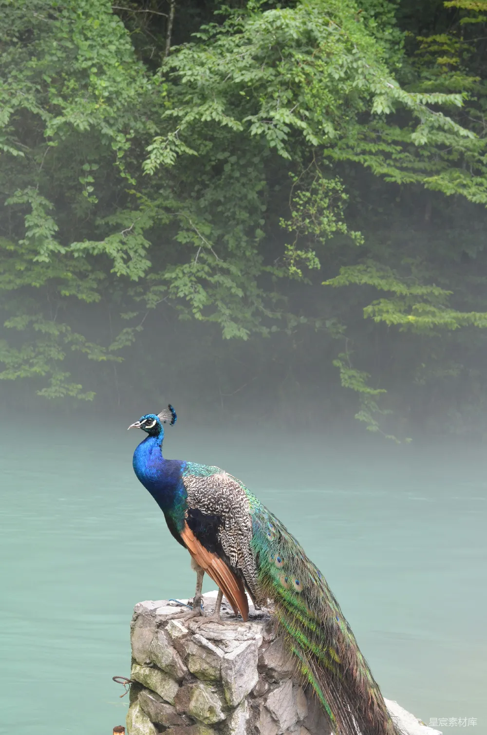 高清摄影  灰色石头上栖息着蓝色、灰色、绿色和黑色的孔雀。
