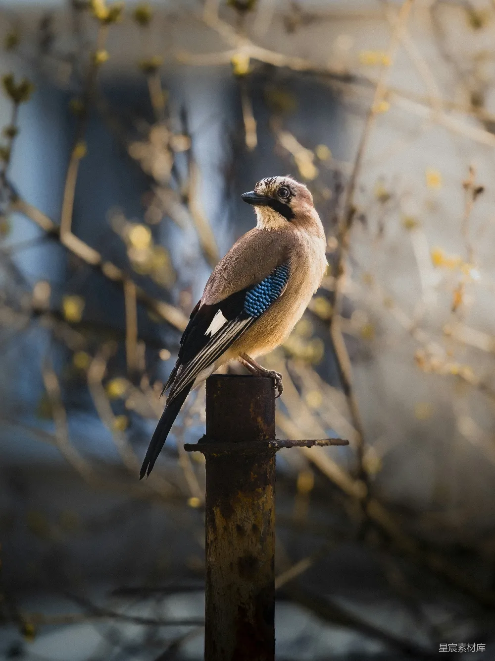 高清摄影 一只鸟坐在金属杆顶上