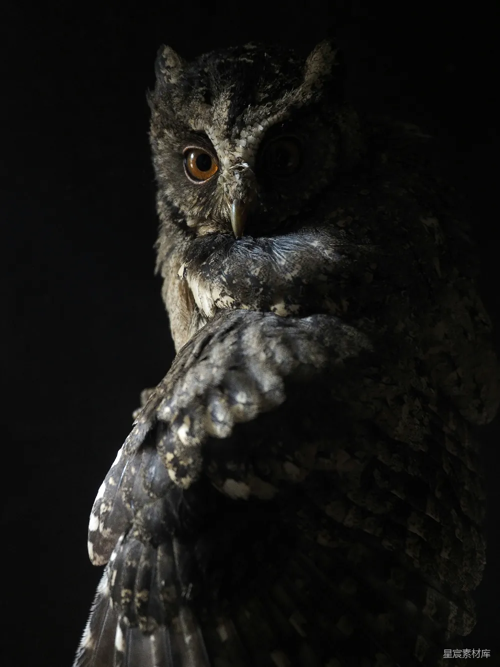 高清摄影 黑棕 owl