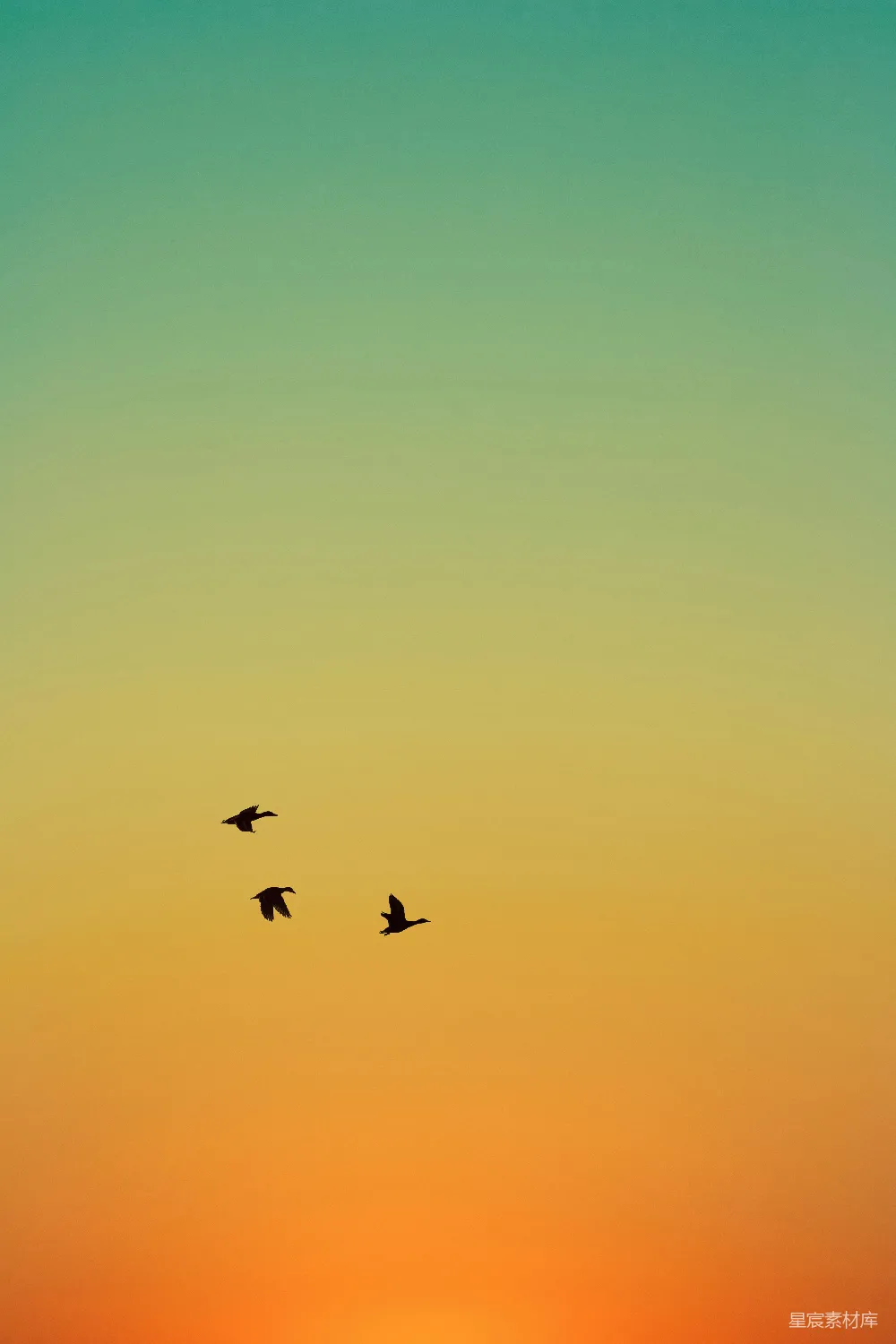 高清摄影 夕阳下鸟群的剪影