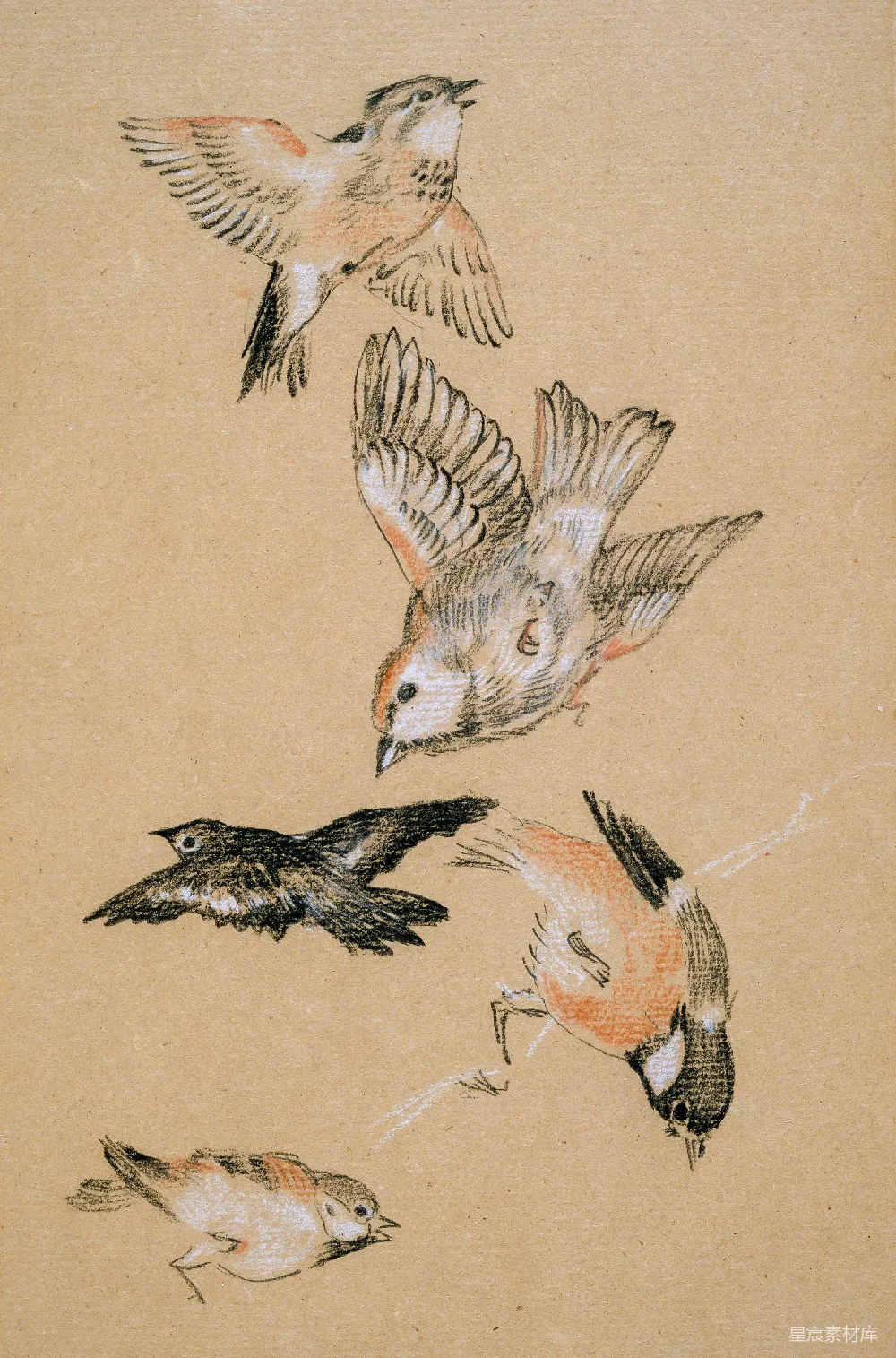高清摄影  棕色和白色鸟纹纺织品