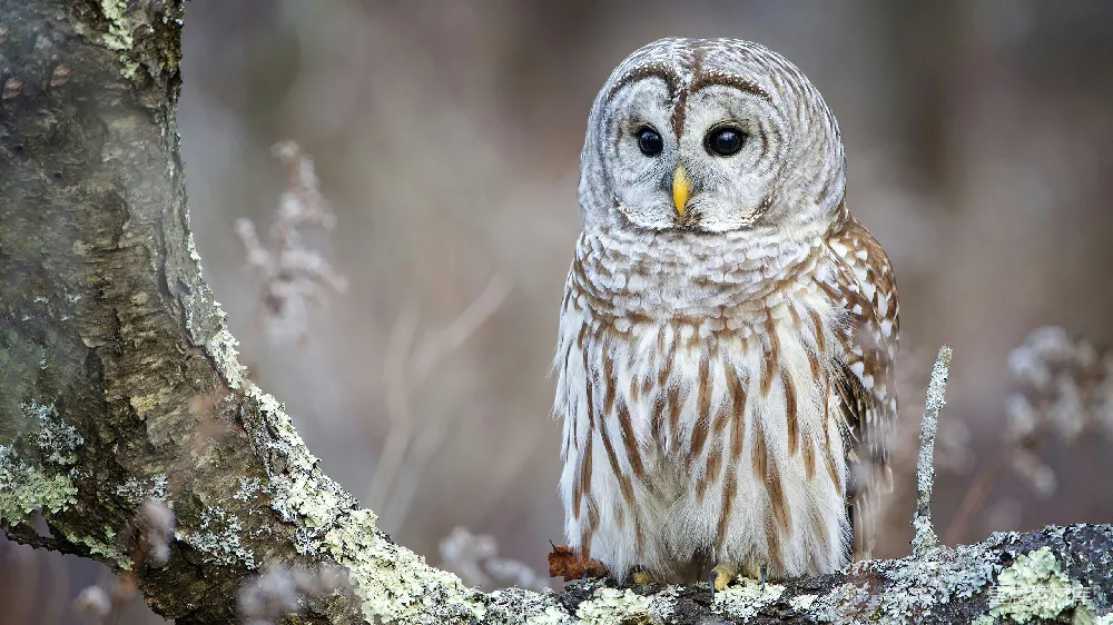 高清摄影 白天树上白腹黑鸟和棕色的 owl